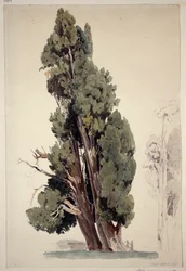 Cypresses in the Park of the Villa d