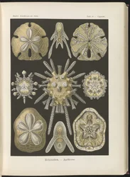 Echinidea: sea urchins and sea dollars