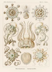 Plate 16 Pegantha Narcomedusae from 