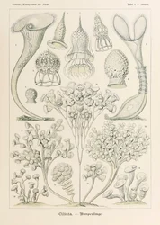 Plate 3 Stentor Ciliata from 