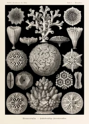 Plate 9 Maeandrina Hexacoralla from 