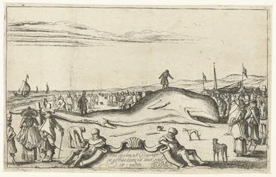 Stranded Whale on the Beach at Noordwijk, 1614