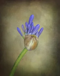 Purple Agapanthus Bud