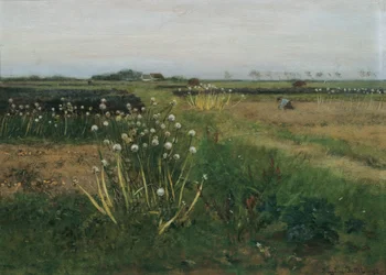 Flowering Onion Field