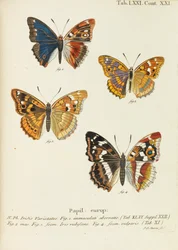Die Schmetterlinge