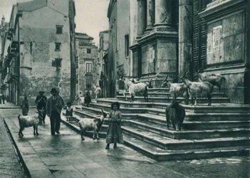 Goats on the steps of the Cathedral, Palermo, Sicily, Italy