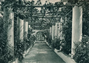 Pergola in a Vineyard, Capri, Italy