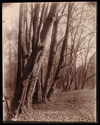 The Park at Saint-Cloud