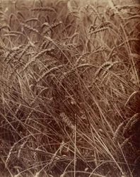 Wheat