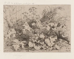 Burdock in Bloom, 1858