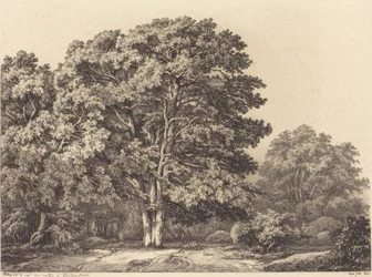 Entrance to a Forest