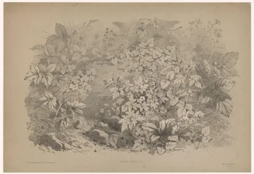 Wood Sorrel and Geranium