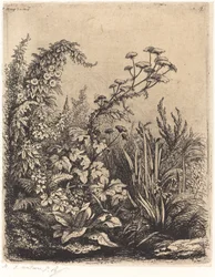 Small Water-parsnip with Bindweed