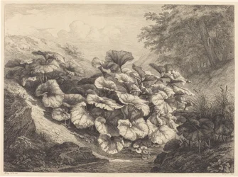 Large Coltsfoot