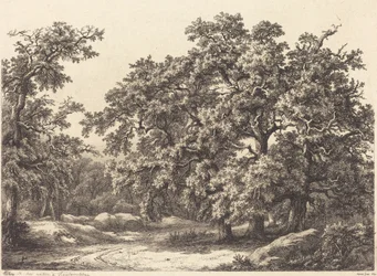 Oaks