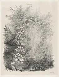 Plants and Ivies by a Stream