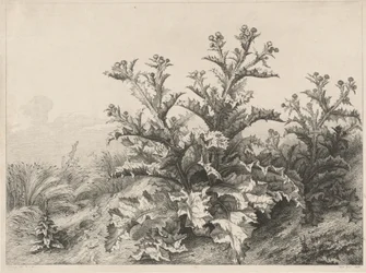 The Great Thistle