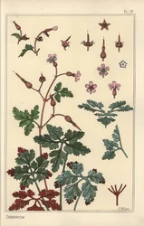 Botanical Illustration of a Geranium Flower, Petals, Leaves