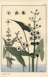 Botanical Illustration of the Arrowhead, Sagittaria Sagittifolia