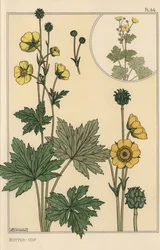 Buttercup botanical study