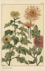 Chrysanthemum botanical study