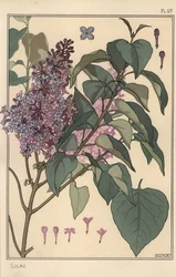 Lilac Botanical Study
