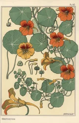 Nasturtium botanical study