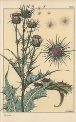 Thistle botanical study