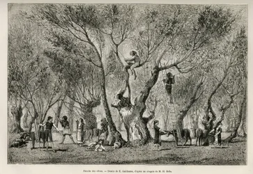 The collection of olives in the Amphissa region, drawing by E.Guillaume, to illustrate the story of Henri Belle: Voyage en Greece