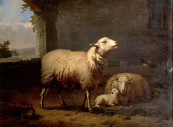 Sheep