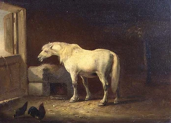 White horse in a stable