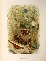 Illustration from Eugenio Bettoni