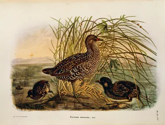Illustration from Eugenio Bettoni