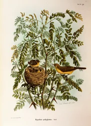 Illustration from Eugenio Bettoni