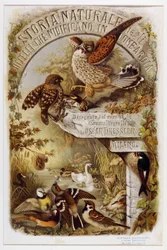 Frontispiece from Natural History of Birds that Nest in Lombardy