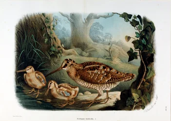Representation of the woodcock (Scolopax rusticola or Woodcock)