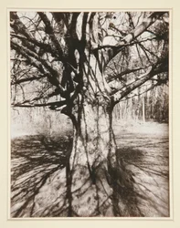 Beech Tree