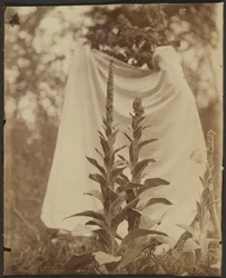 Mullein Plant