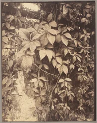Virginia Creeper