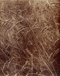 Wheat