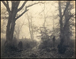 Fontainebleau. Forest at Barbizon