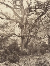 Near Bodmer, 1860s