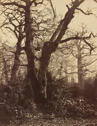 Tree Study, Fontainebleau, 1860