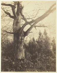 Untitled [Tree]