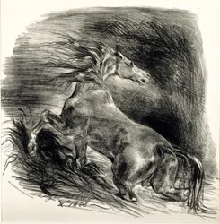 Wild Horse