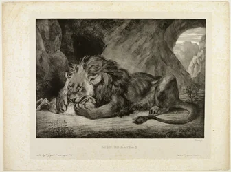 Lion of the Atlas Mountains
