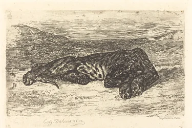 Tiger Sleeping in the Desert
