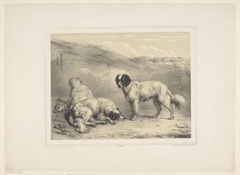 Three Dogs