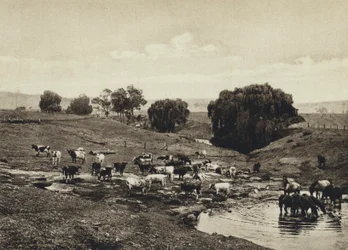 Australia, Cattle, Queensland