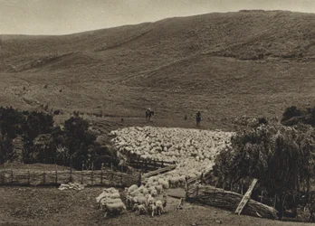 New Zealand, Driving sheep